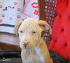 Zeus Hallmark *LOCAL*