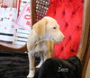 Zeus Hallmark *LOCAL*