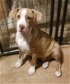 adoptable Dog in , RI named Stewart Hallmark