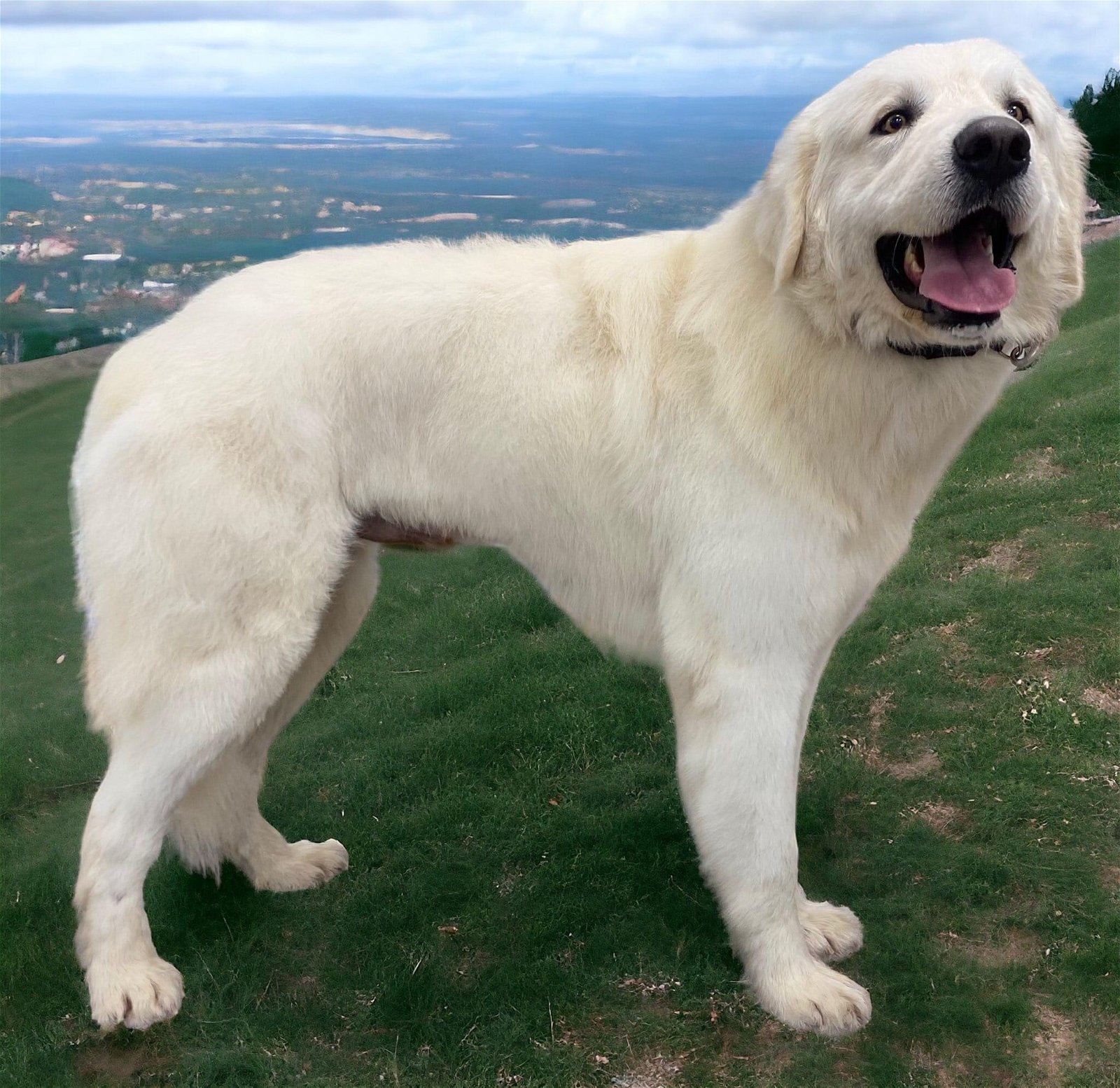 adoptable Dog in Warwick, RI named Kord *LOCAL*