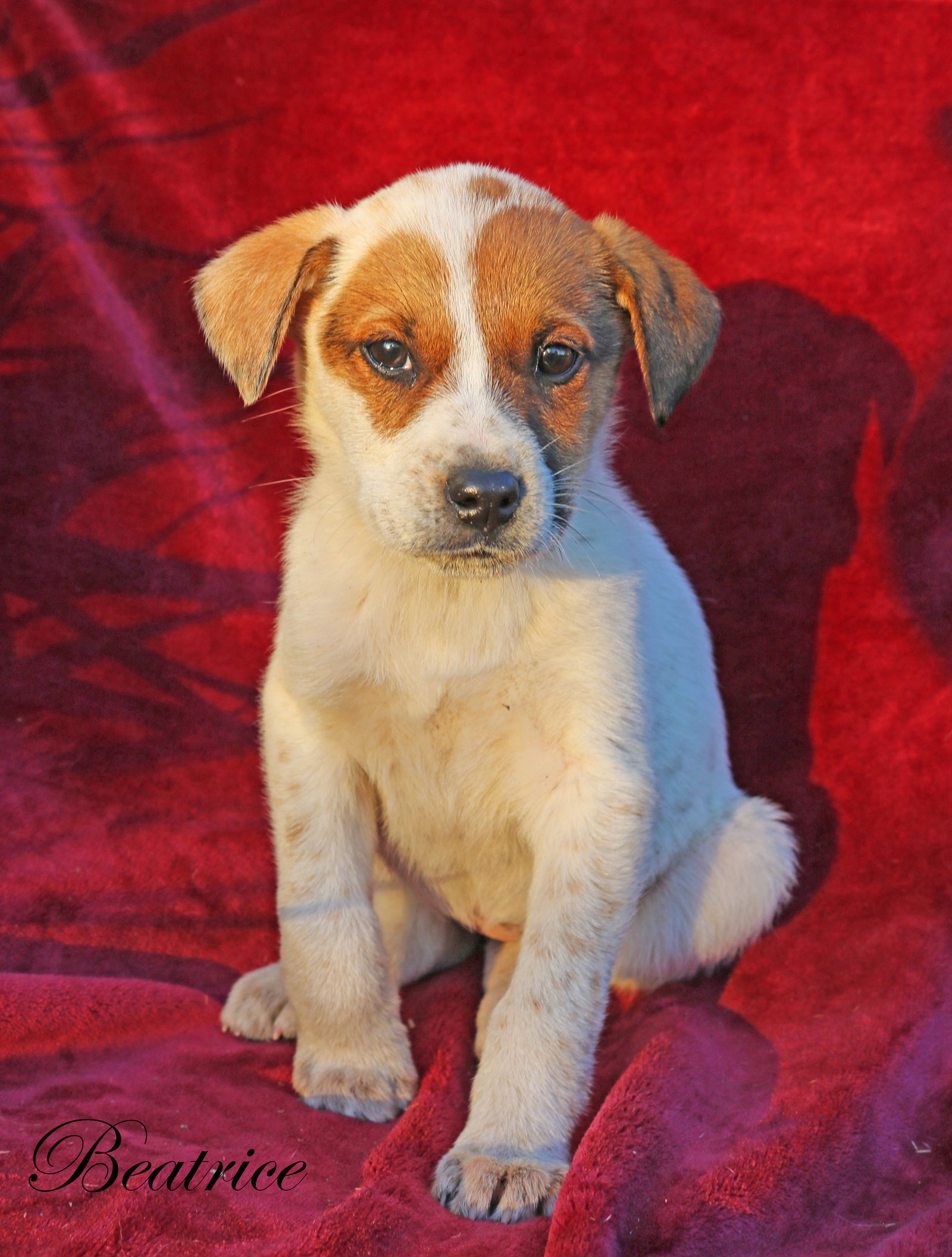 Dog adoption in Warwick RI Cattle Dog Mixed short coat Dog