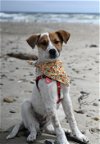 adoptable Dog in warwick, RI named Beatrice Classic *LOCAL*