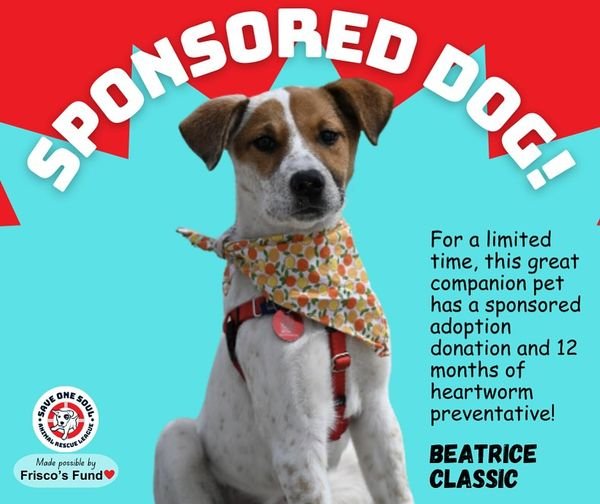 adoptable Dog in Warwick, RI named Beatrice Classic *LOCAL*