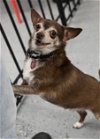 adoptable Dog in warwick, RI named Snickers *LOCAL*