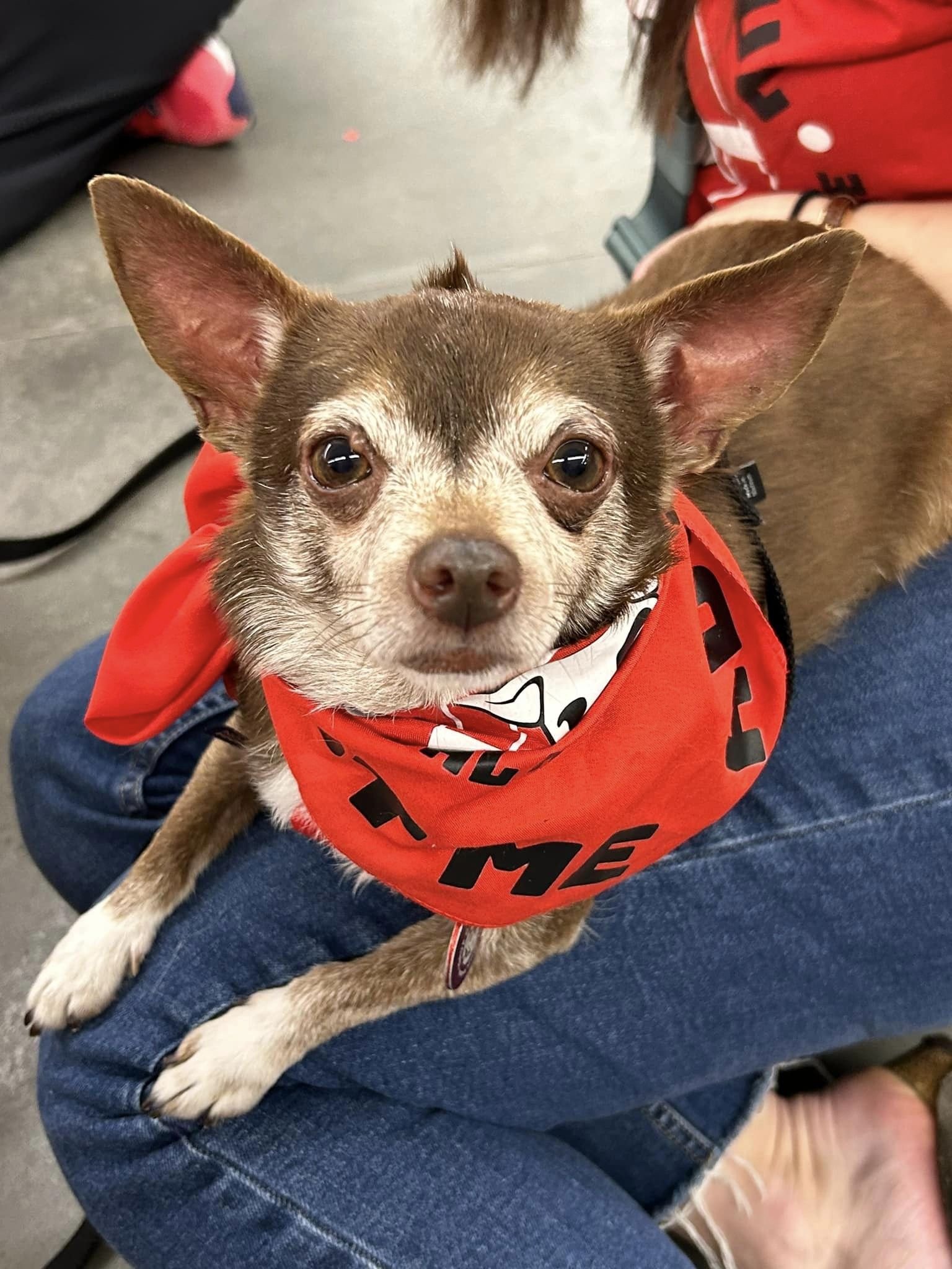 adoptable Dog in Warwick, RI named Snickers *LOCAL*