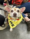 adoptable Dog in , RI named Chachee *LOCAL*