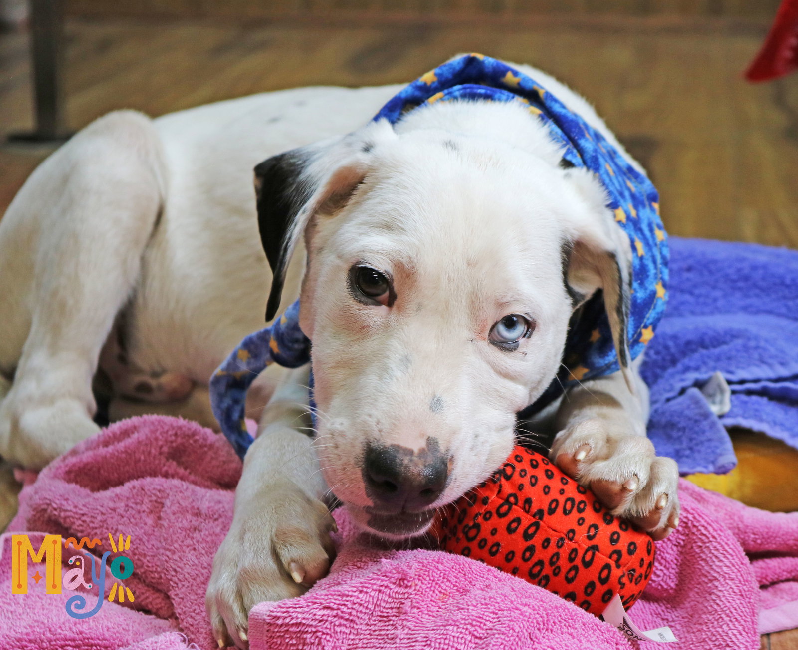 Dog for Adoption Mayo Condiment, a Border Collie in MA