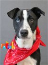 adoptable Dog in , RI named Relish Condiment