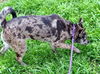 Deja Pooh Bear *LOCAL*