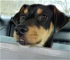 adoptable Dog in warwick, ri, RI named Leo Beo *LOCAL*