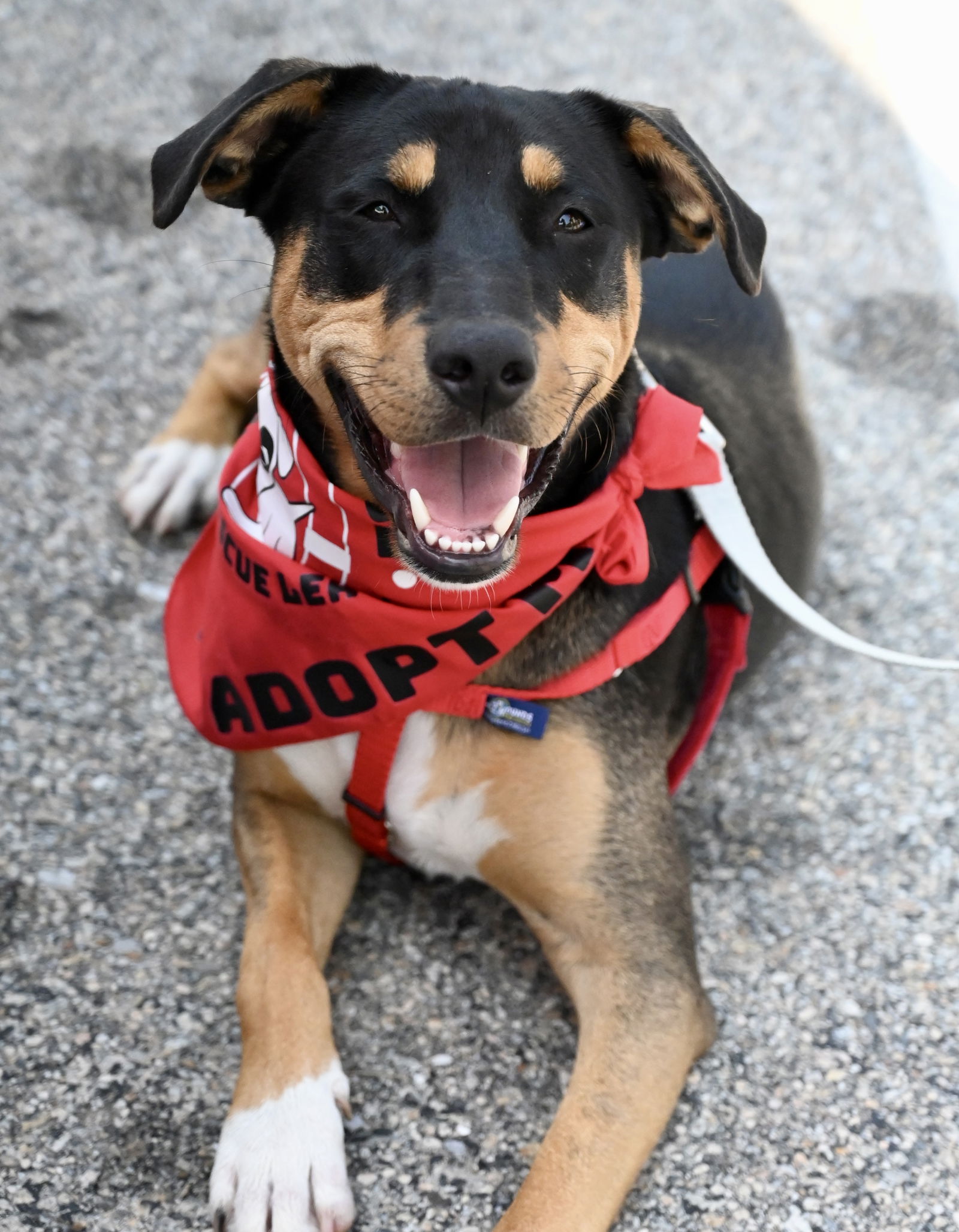 adoptable Dog in Warwick, RI named Leo Beo *LOCAL*