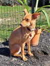 adoptable Dog in , RI named Nerf *LOCAL*