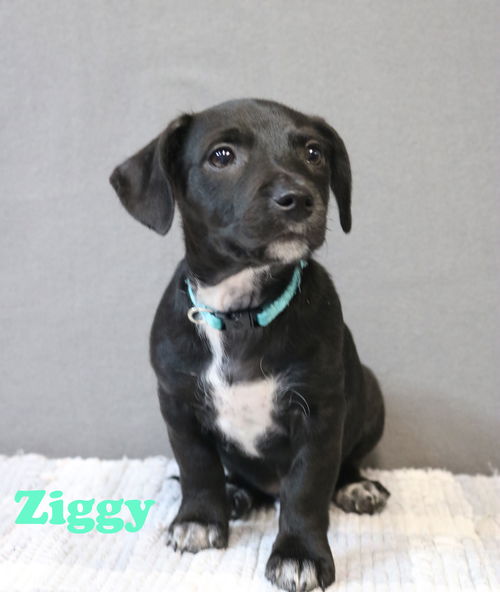 Ziggy Willow *LOCAL*