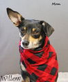 Ziggy Willow *LOCAL*