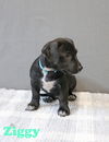 Ziggy Willow *LOCAL*