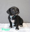 Ziggy Willow *LOCAL*