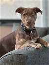 adoptable Dog in warwick, RI named Charlie Plott *LOCAL*