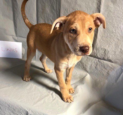 adoptable Dog in Warwick, RI named Linus Plott