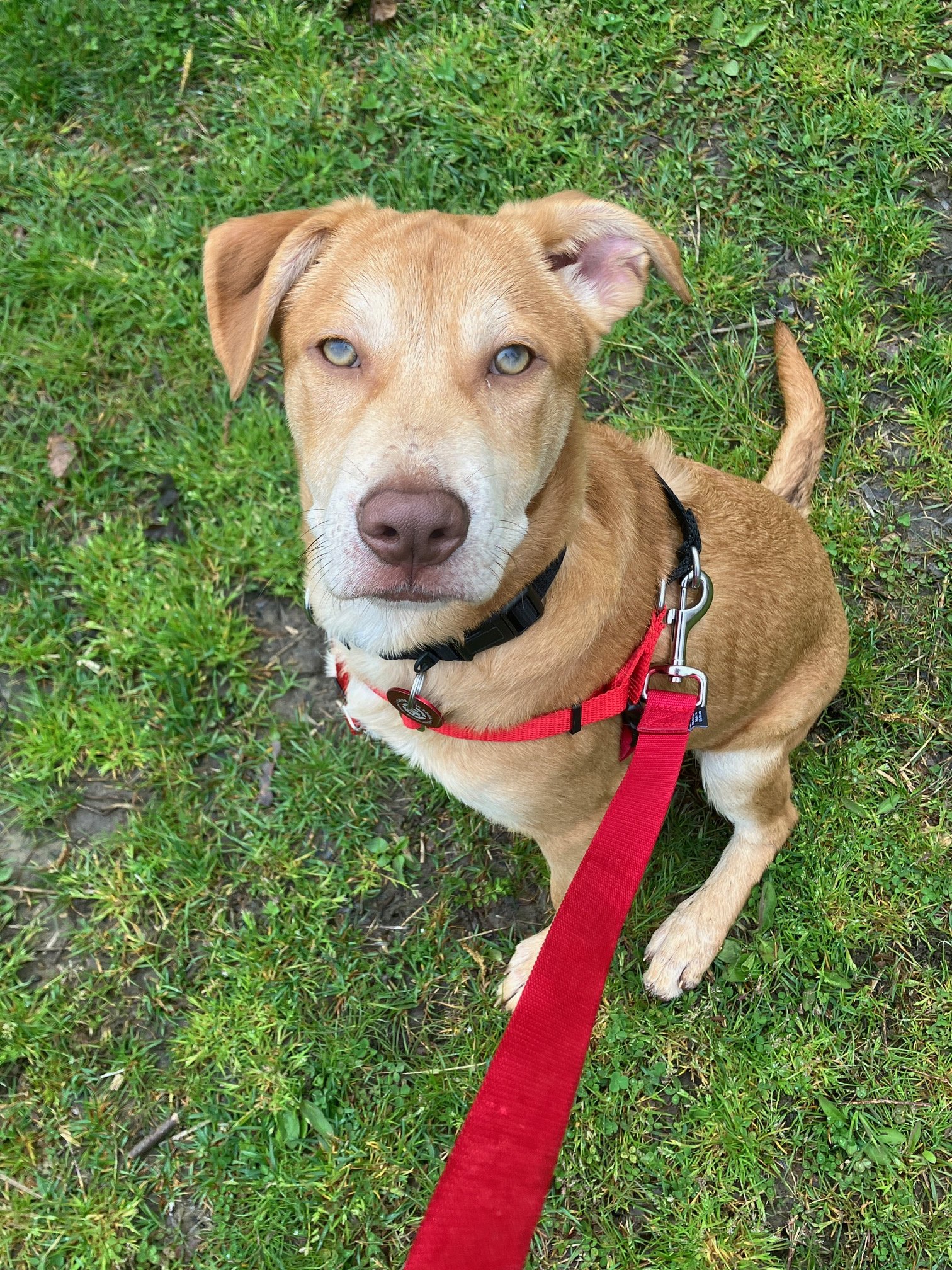 adoptable Dog in Warwick, RI named Linus Plott *LOCAL*