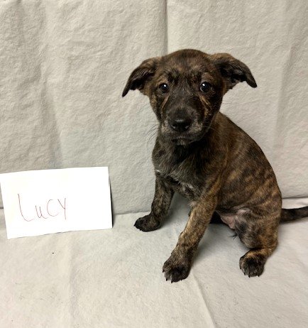 adoptable Dog in Warwick, RI named Lucy Plott *LOCAL*