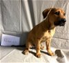 adoptable Dog in , RI named Peanut Plott