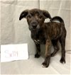 adoptable Dog in , RI named Sally Plott