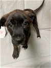 adoptable Dog in warwick, RI named Schroeder Plott