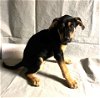 adoptable Dog in warwick, RI named Woodstock Plott
