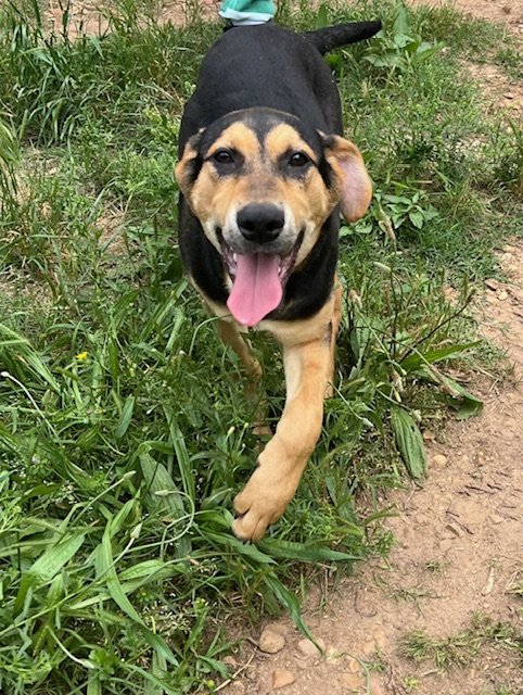 adoptable Dog in Warwick, RI named Woodstock Plott