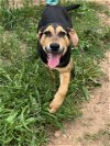 adoptable Dog in  named Woodstock Plott