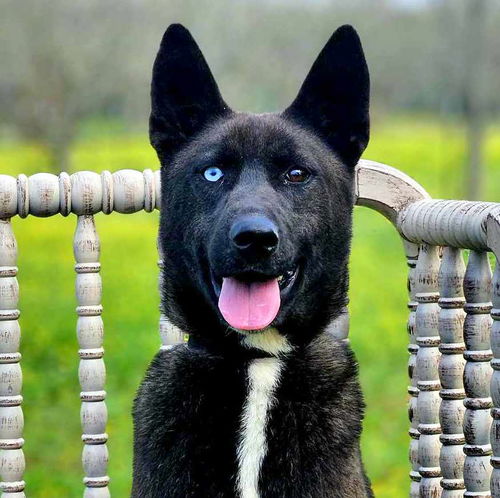 Zorro
