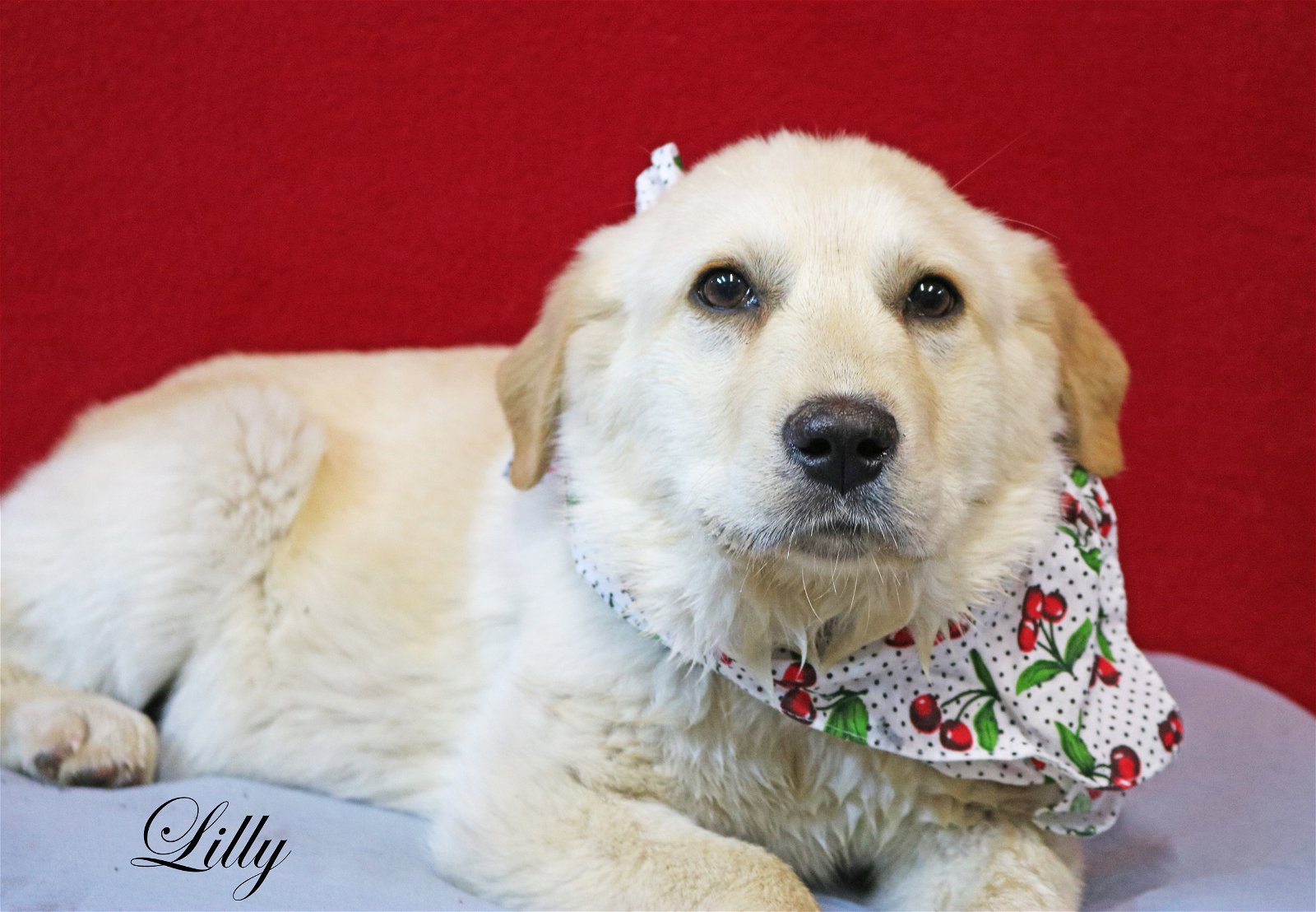 adoptable Dog in Warwick, RI named Lilly GP