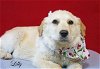 adoptable Dog in warwick, ri, RI named Lilly GP