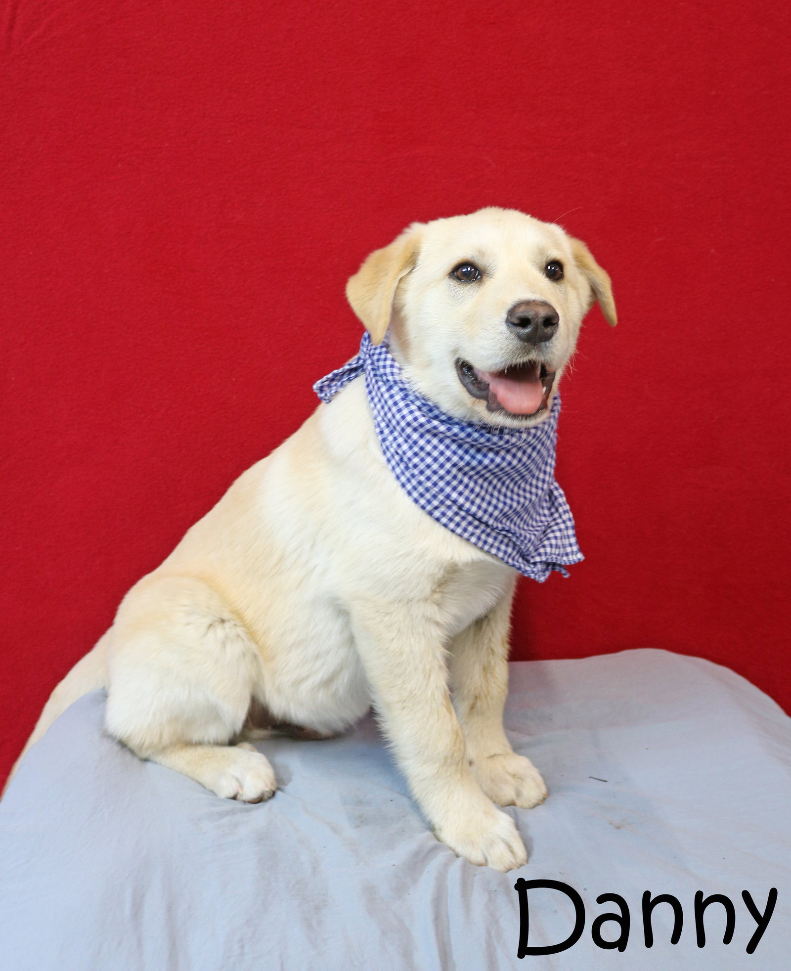 Dog for Adoption Danny GP, a Labrador Retriever in Essex Village, CT