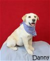 adoptable Dog in warwick, ri, RI named Danny GP