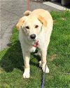 adoptable Dog in warwick, RI named Danny GP *LOCAL*