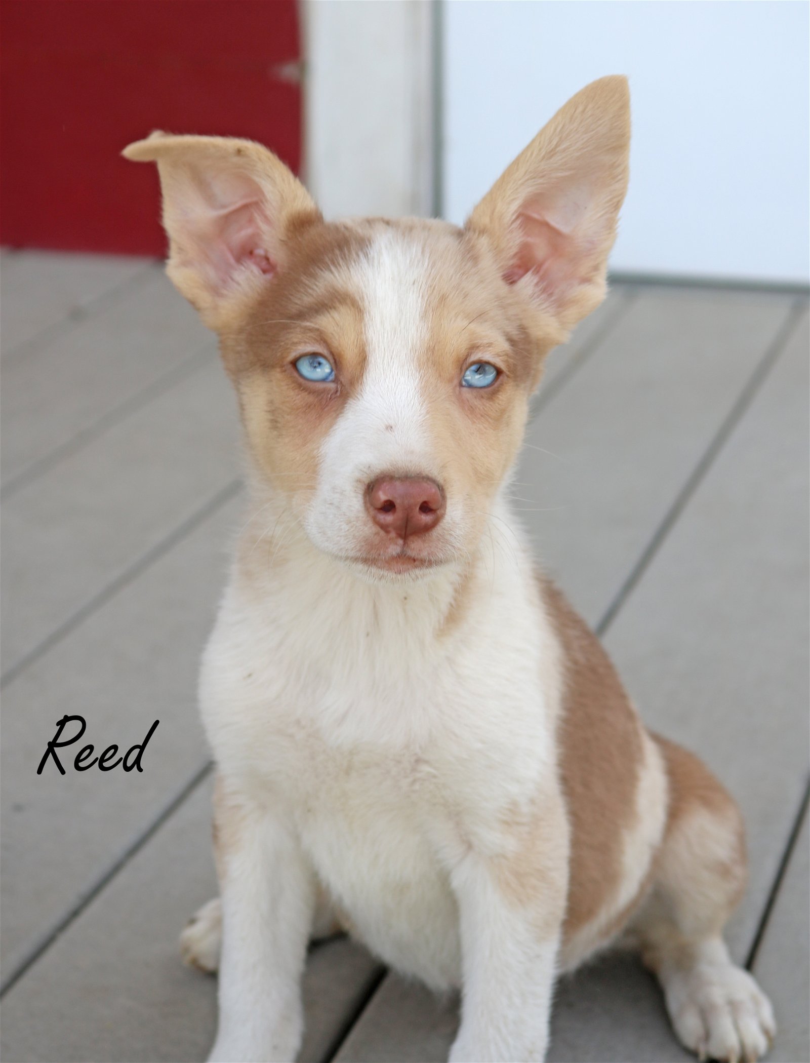 adoptable Dog in Warwick, RI named Reed Mimosa