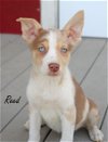 adoptable Dog in , RI named Reed Mimosa