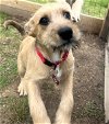 adoptable Dog in warwick, ri, RI named Gidget Limbo *LOCAL*