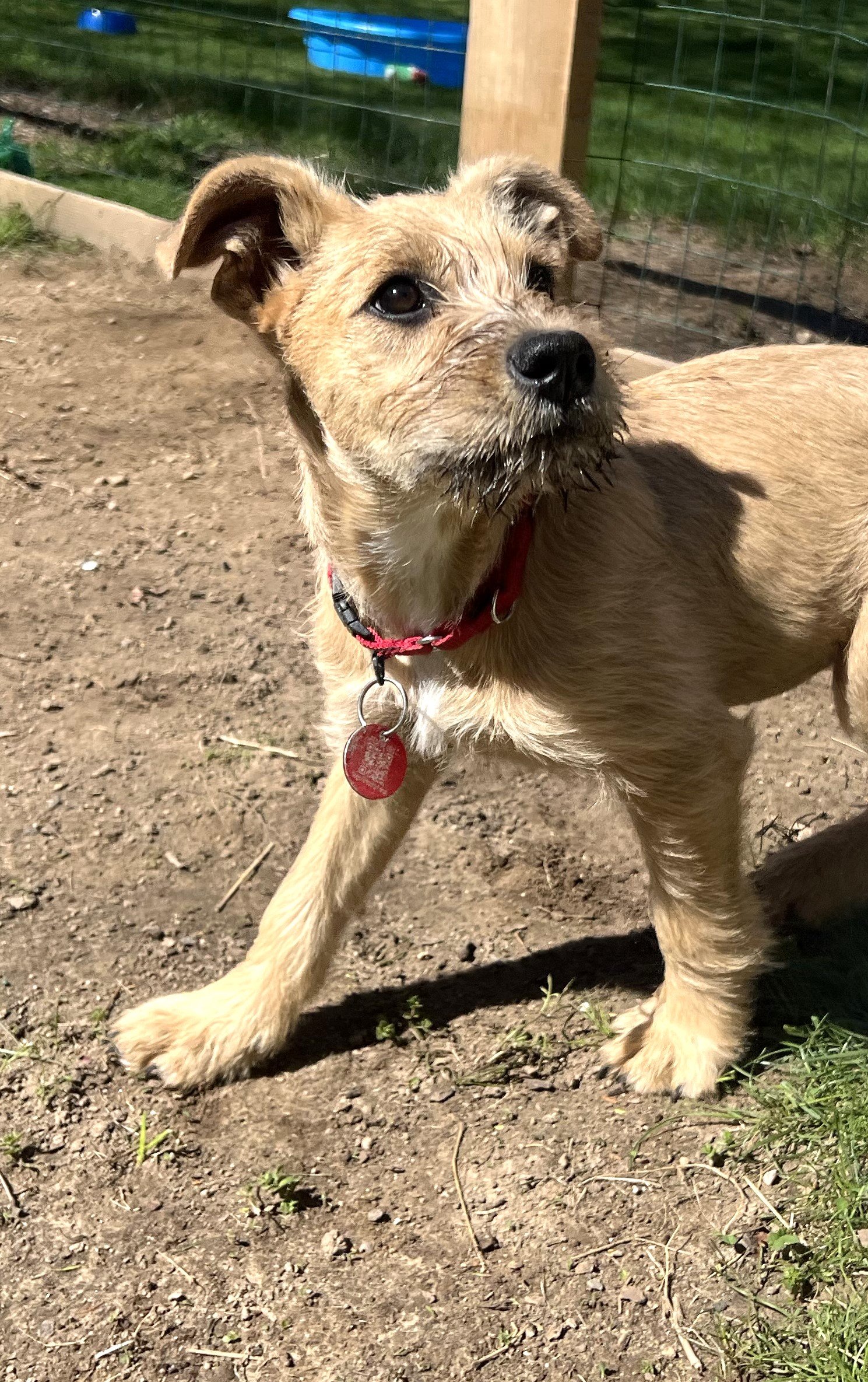 adoptable Dog in Warwick, RI named Gidget Limbo *LOCAL*