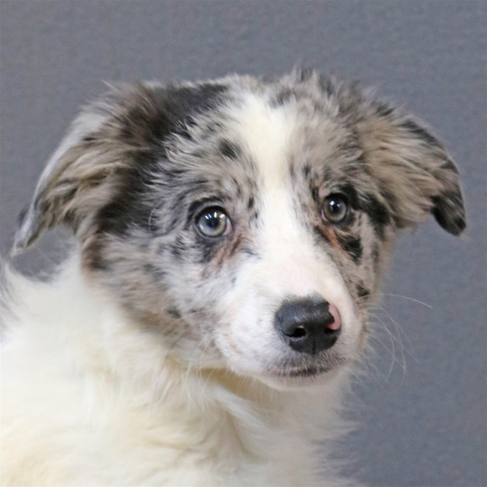 adoptable Dog in Warwick, RI named Hinna Hershey *LOCAL*