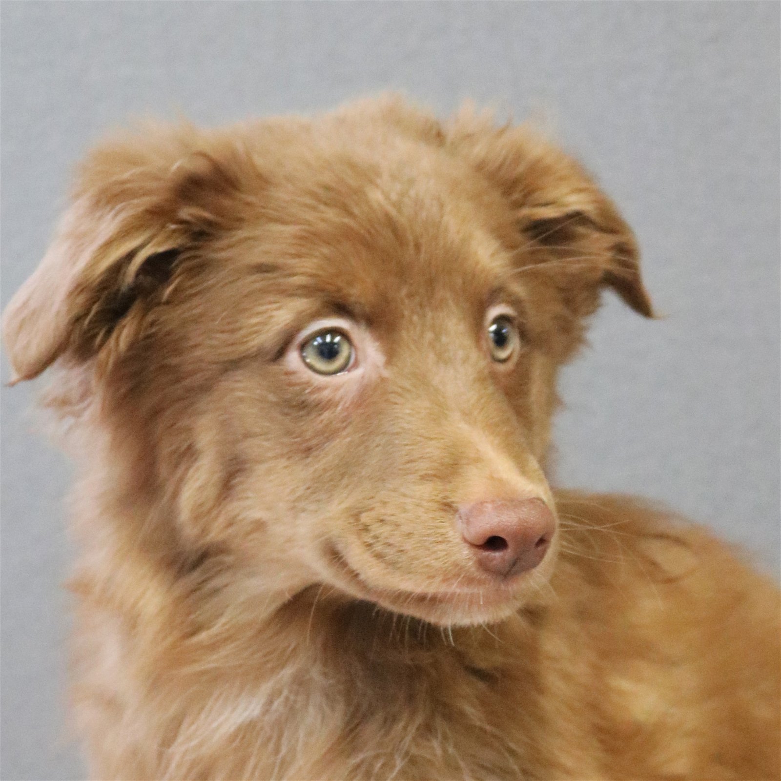 adoptable Dog in Warwick, RI named Brownie Hershey *LOCAL*