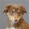 adoptable Dog in , RI named Ruby Hershey