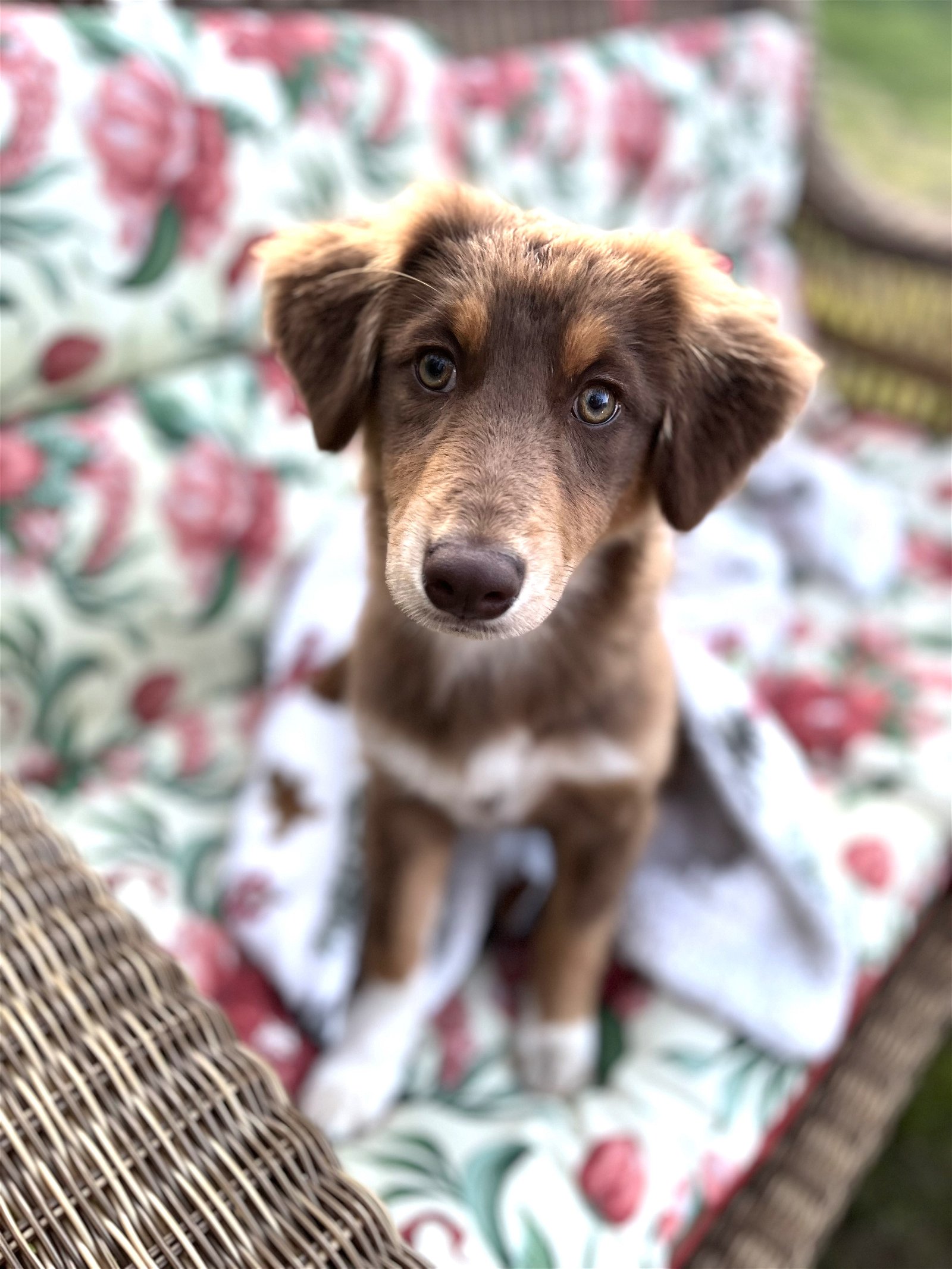 adoptable Dog in Warwick, RI named Ruby Hershey *LOCAL*