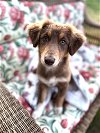 adoptable Dog in , RI named Ruby Hershey *LOCAL*