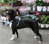 adoptable Dog in warwick, RI named Shiloh *LOCAL*