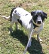 adoptable Dog in warwick, ri, RI named Jacqui