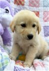 adoptable Dog in warwick, ri, RI named Lily Easter