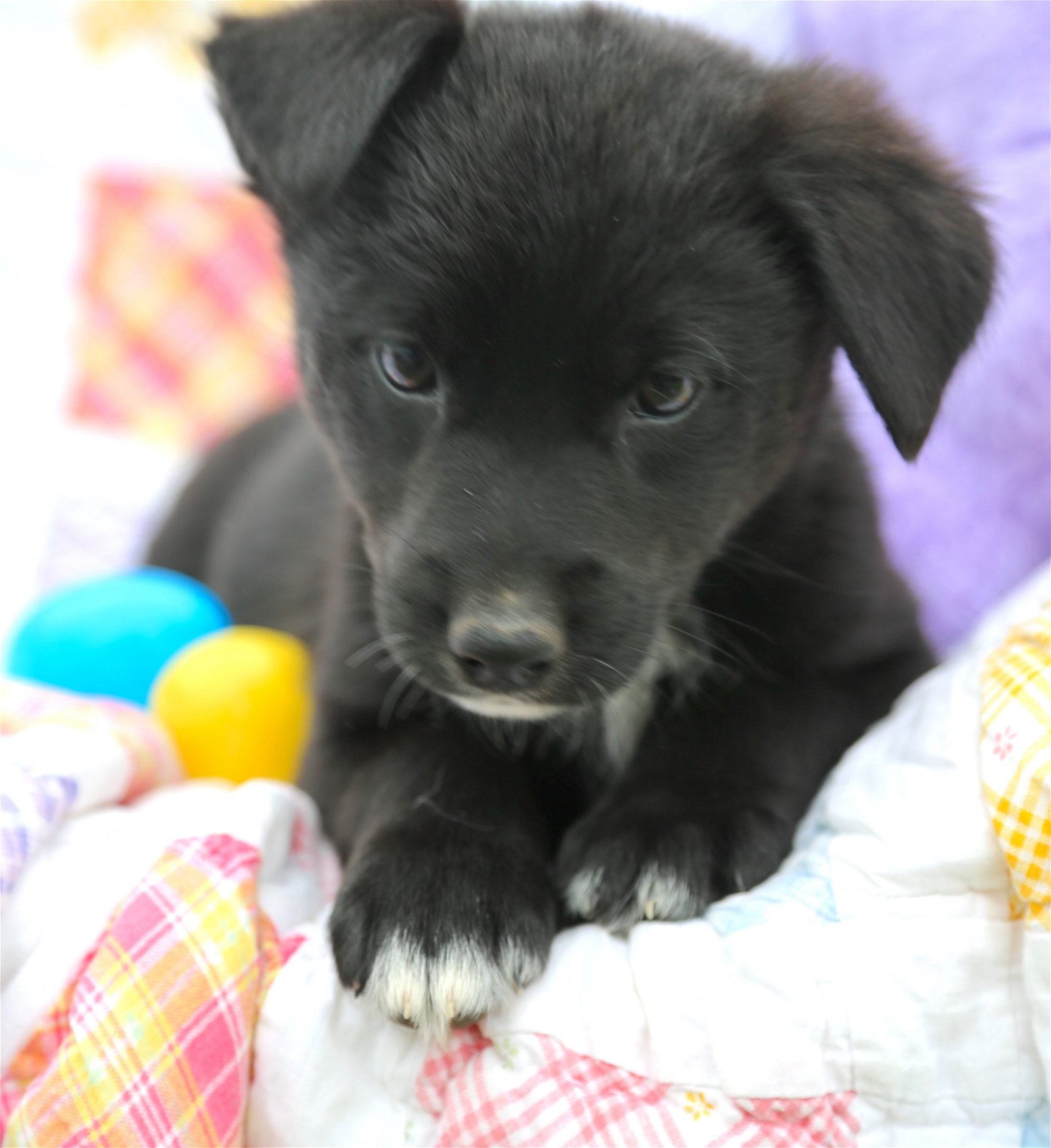 adoptable Dog in Warwick, RI named April Easter