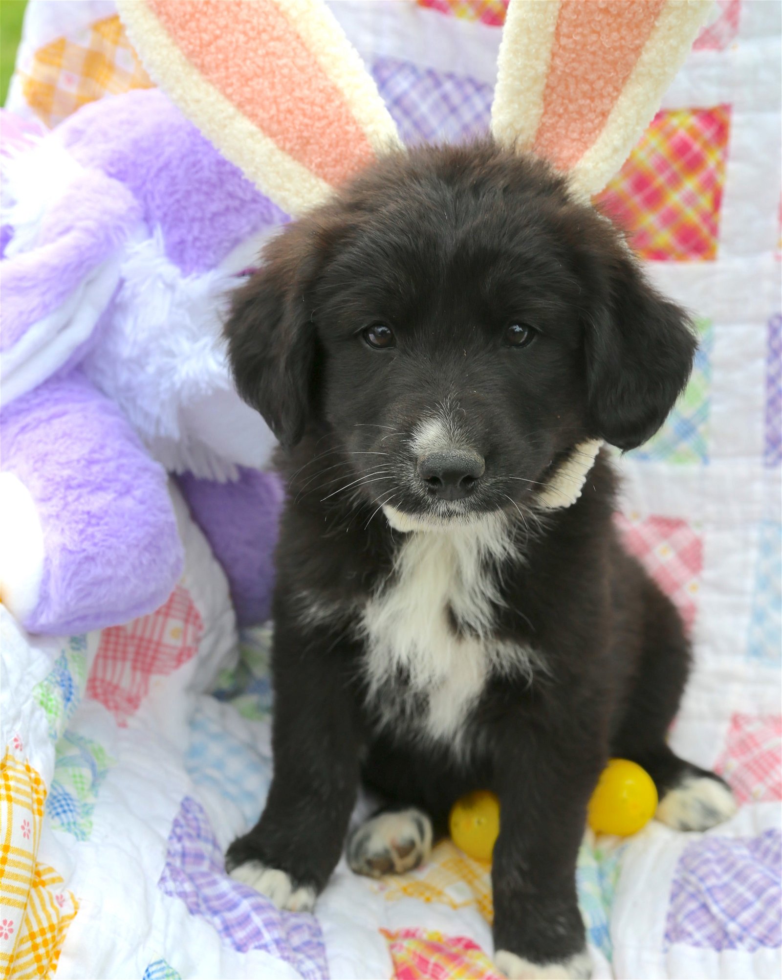 adoptable Dog in Warwick, RI named Cadbury Easter